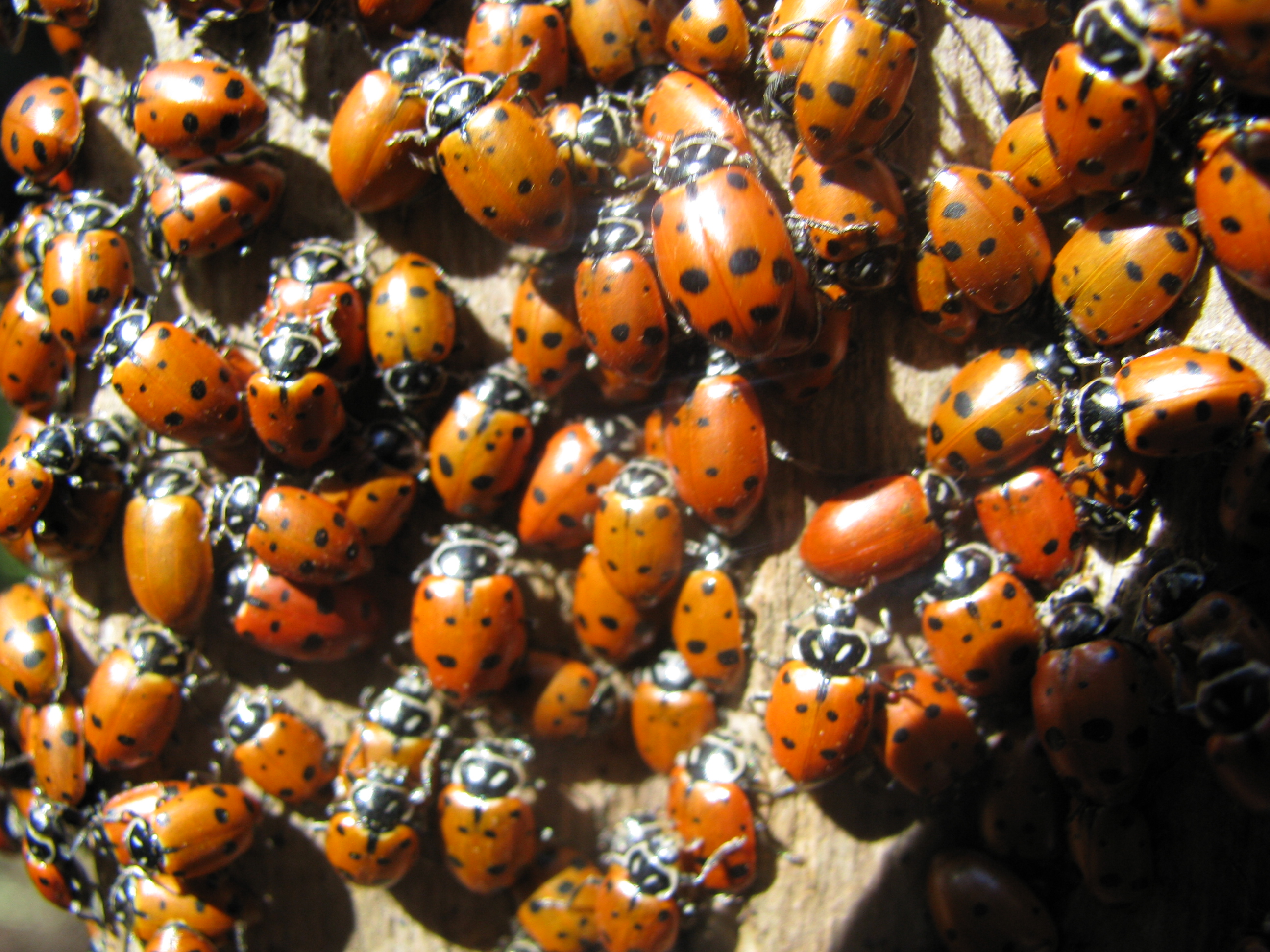 what-the-ladybug-can-teach-us-about-life-living-to-smile